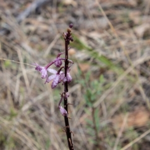 Dipodium punctatum at Paddys River, ACT - 3 Mar 2023