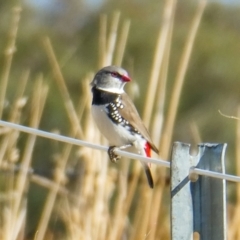 Stagonopleura guttata (Diamond Firetail) at Cooleman Ridge - 3 Mar 2023 by ChrisAppleton