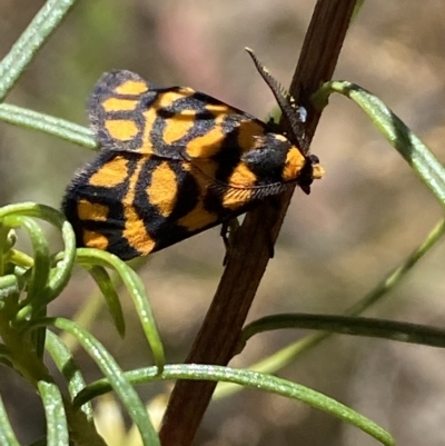 Asura lydia (Lydia Lichen Moth) at Bruce, ACT - 6 Mar 2023 by SteveBorkowskis