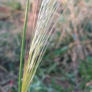 Nassella neesiana at Fadden, ACT - 5 Mar 2023