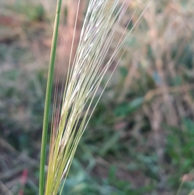 Nassella neesiana (Chilean Needlegrass) at Fadden, ACT - 5 Mar 2023 by KumikoCallaway