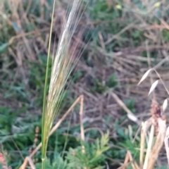 Nassella neesiana at Fadden, ACT - 5 Mar 2023