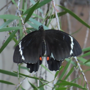 Papilio aegeus at Kambah, ACT - 6 Mar 2023 06:44 PM