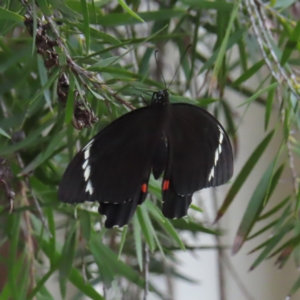 Papilio aegeus at Kambah, ACT - 6 Mar 2023 06:44 PM