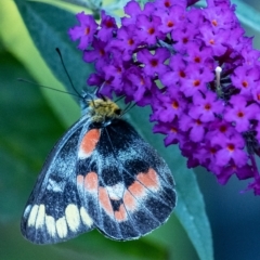 Delias harpalyce (Imperial Jezebel) at Penrose, NSW - 6 Mar 2023 by Aussiegall