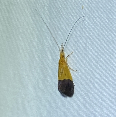 Anisocentropus bicoloratus (A caddis fly) by SteveBorkowskis