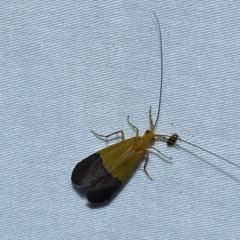 Anisocentropus bicoloratus at Jerrabomberra, NSW - suppressed