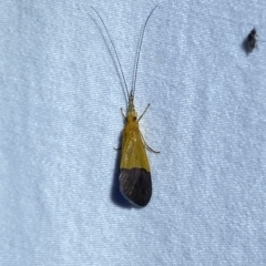 Anisocentropus bicoloratus at Jerrabomberra, NSW - suppressed