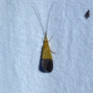 Anisocentropus bicoloratus at Jerrabomberra, NSW - suppressed