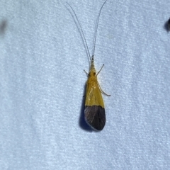 Anisocentropus bicoloratus at Jerrabomberra, NSW - suppressed