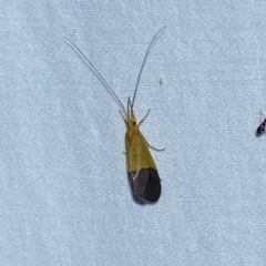 Anisocentropus bicoloratus at Jerrabomberra, NSW - suppressed