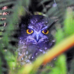 Ninox leucopsis (Tasmanian Boobook) at Tullah, TAS - 6 Mar 2023 by HelenCross