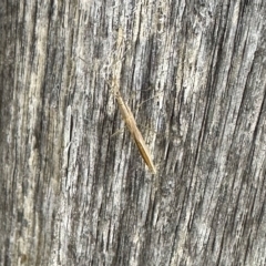 Mutusca brevicornis at Aranda, ACT - 6 Mar 2023 10:02 AM