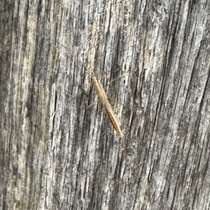 Mutusca brevicornis at Aranda, ACT - 6 Mar 2023 10:02 AM