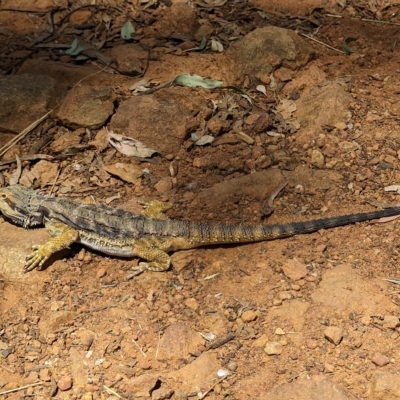 Pogona barbata (Eastern Bearded Dragon) at Mount Ainslie - 19 Feb 2023 by GeoffR54