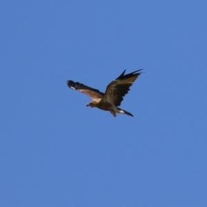 Haliastur sphenurus at Fyshwick, ACT - 6 Mar 2023