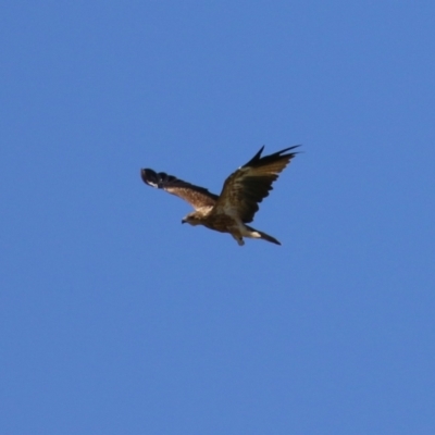 Haliastur sphenurus (Whistling Kite) at Fyshwick, ACT - 6 Mar 2023 by RodDeb