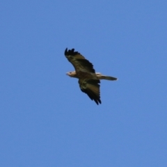 Haliastur sphenurus at Fyshwick, ACT - 6 Mar 2023