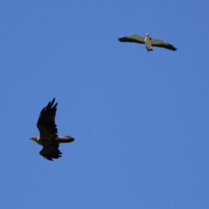 Haliastur sphenurus at Fyshwick, ACT - 6 Mar 2023