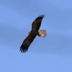 Haliastur sphenurus at Fyshwick, ACT - 6 Mar 2023