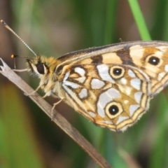 Oreixenica lathoniella (Silver Xenica) at Tinderry, NSW - 4 Mar 2023 by Harrisi