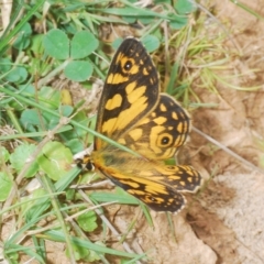 Oreixenica lathoniella at Tinderry, NSW - suppressed