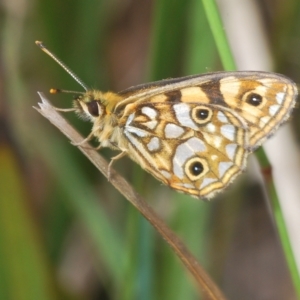 Oreixenica lathoniella at Tinderry, NSW - suppressed