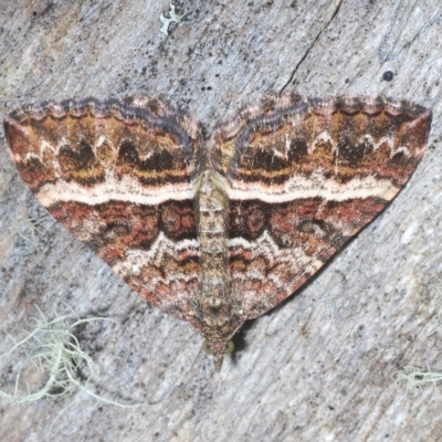 Chrysolarentia vicissata (Vicissata Carpet) at Tinderry, NSW - 4 Mar 2023 by Harrisi