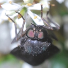 Exeretonevra sp. (genus) (Xylophagid fly) at Tinderry, NSW - 4 Mar 2023 by Harrisi