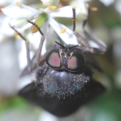 Exeretonevra sp. (genus) (Xylophagid fly) at Tinderry, NSW - 4 Mar 2023 by Harrisi