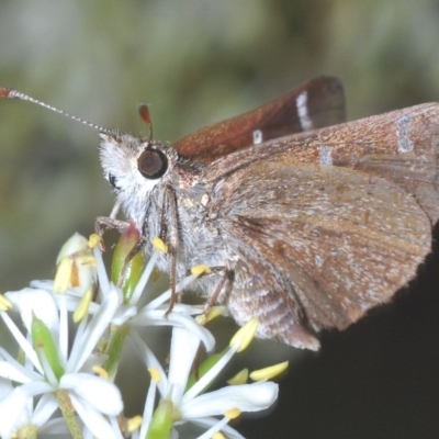 Pasma tasmanica (Two-spotted Grass-skipper) at Tinderry, NSW - 4 Mar 2023 by Harrisi