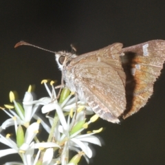 Pasma tasmanica at Tinderry, NSW - suppressed