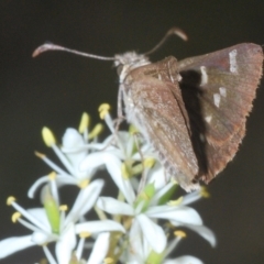 Pasma tasmanica at Tinderry, NSW - suppressed