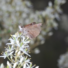 Pasma tasmanica at Tinderry, NSW - 4 Mar 2023