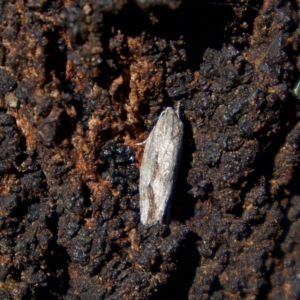 Agriophara platyscia at Higgins, ACT - 6 Mar 2023