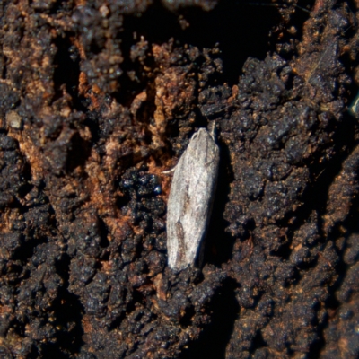 Agriophara platyscia (A Flat-bodied moth (Depressidae) at Higgins, ACT - 6 Mar 2023 by MichaelWenke