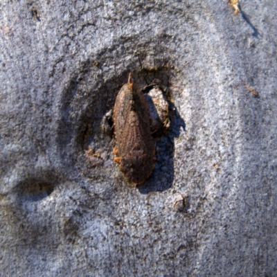 Stenocotis depressa (Leafhopper) at Higgins, ACT - 6 Mar 2023 by Trevor