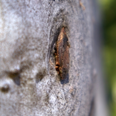 Stenocotis depressa at Higgins, ACT - 6 Mar 2023 03:14 PM