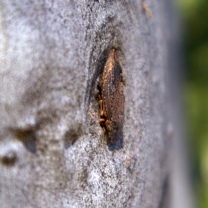 Stenocotis depressa at Higgins, ACT - 6 Mar 2023