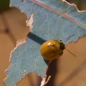 Paropsisterna cloelia at Higgins, ACT - 5 Mar 2023