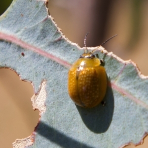 Paropsisterna cloelia at Higgins, ACT - 5 Mar 2023