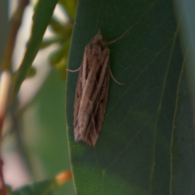 Lophotoma diagrapha (Double-line Snout Moth) at Higgins, ACT - 5 Mar 2023 by MichaelWenke