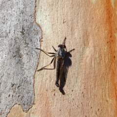 Cerdistus sp. (genus) (Slender Robber Fly) at Higgins, ACT - 6 Mar 2023 by MichaelWenke