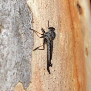 Cerdistus sp. (genus) at Higgins, ACT - 6 Mar 2023