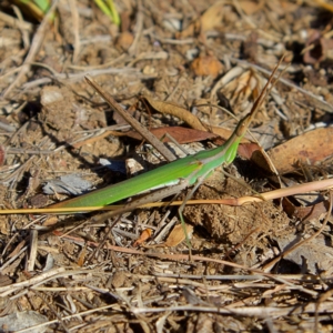 Acrida conica at Higgins, ACT - 6 Mar 2023 04:12 PM