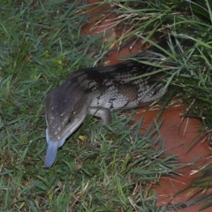 Tiliqua scincoides scincoides (Eastern Blue-tongue) at Wellington Point, QLD - 6 Mar 2023 by TimL