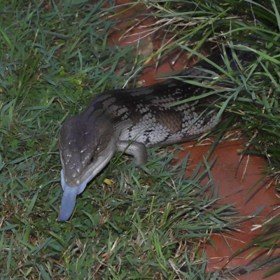 Tiliqua scincoides scincoides (Eastern Blue-tongue) at Wellington Point, QLD - 6 Mar 2023 by TimL