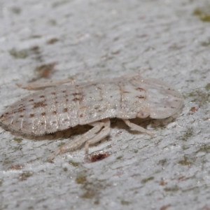 Ledromorpha planirostris at Thorneside, QLD - 22 Feb 2023 11:35 AM