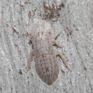 Ledromorpha planirostris at Thorneside, QLD - 22 Feb 2023 11:35 AM