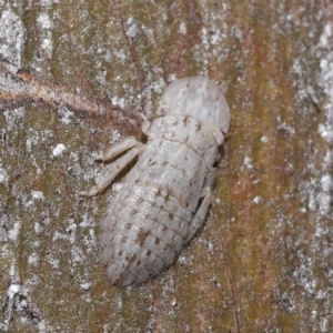 Ledromorpha planirostris at Thorneside, QLD - 22 Feb 2023 11:35 AM